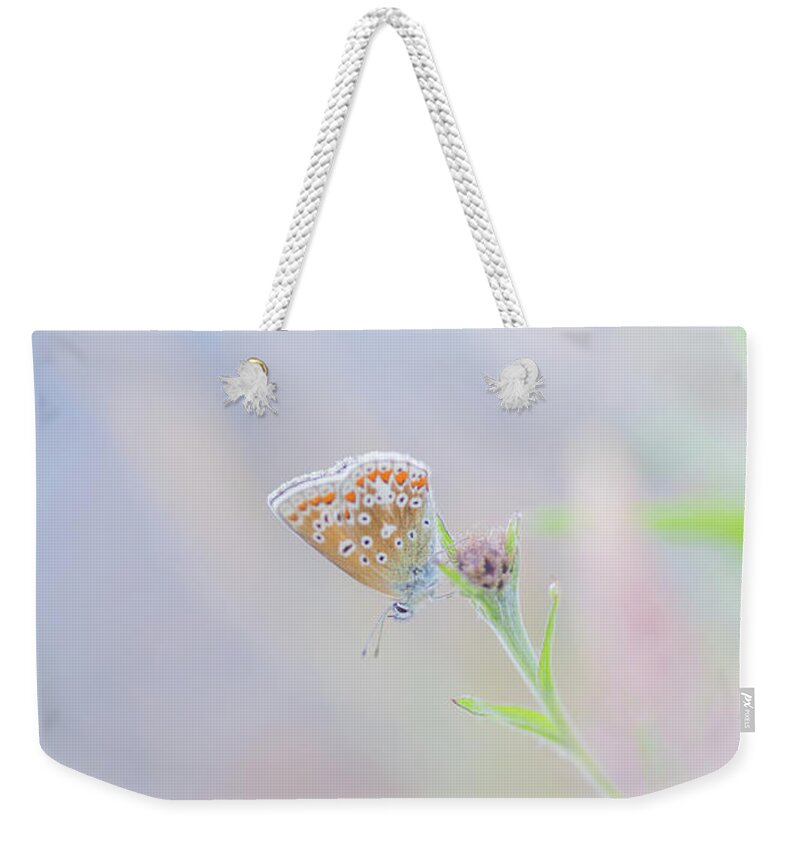 Butterfly Weekender Tote Bag featuring the photograph Resting Common Blue Butterfly by Anita Nicholson