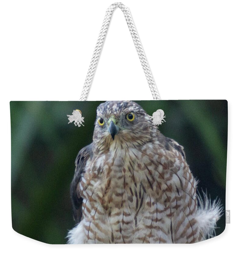 Hawk Weekender Tote Bag featuring the photograph Resting Cooper's Hawk by Patricia Schaefer