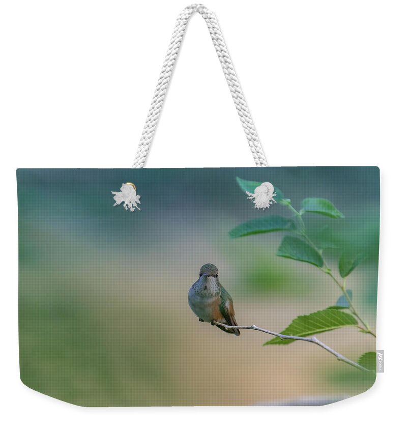  Weekender Tote Bag featuring the photograph Resting Hummingbird by Laura Terriere