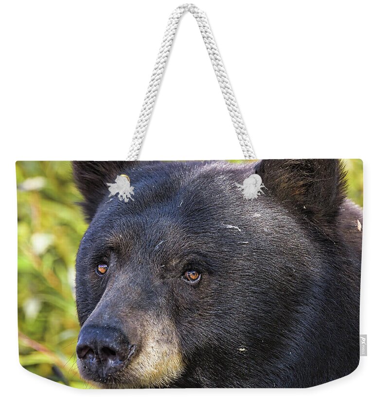 Black Bear Weekender Tote Bag featuring the photograph Bear Portrait by Scott Warner