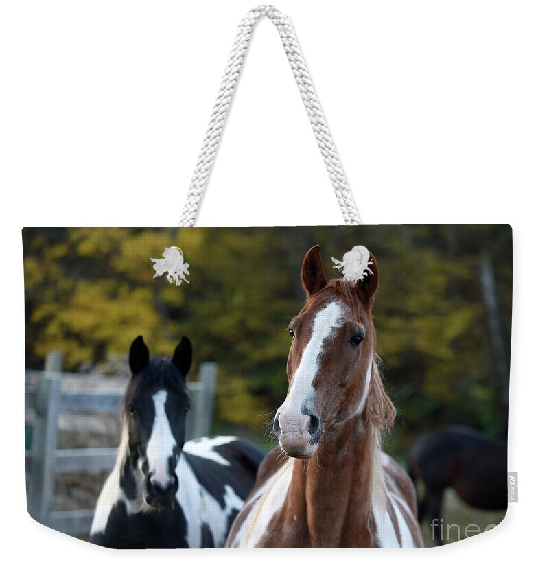 Rosemary Farm Weekender Tote Bag featuring the photograph Rhett and Remy by Carien Schippers