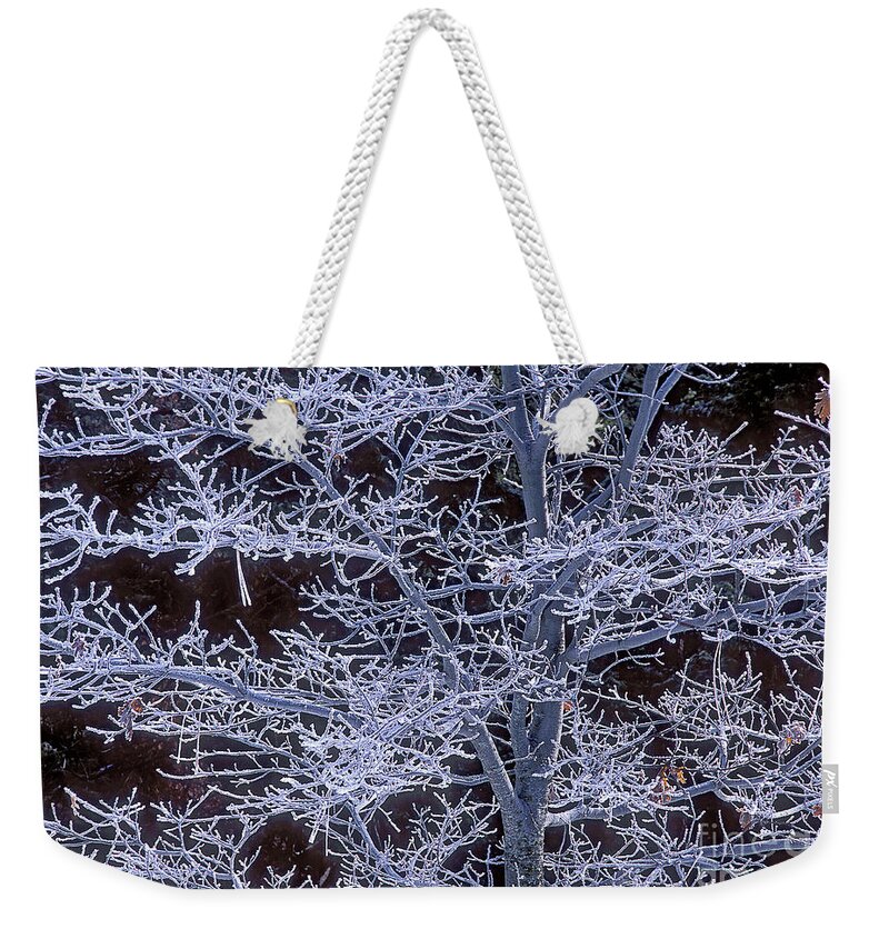 Dave Welling Weekender Tote Bag featuring the photograph Rime Ice Covered Black Oak In Yosemite by Dave Welling