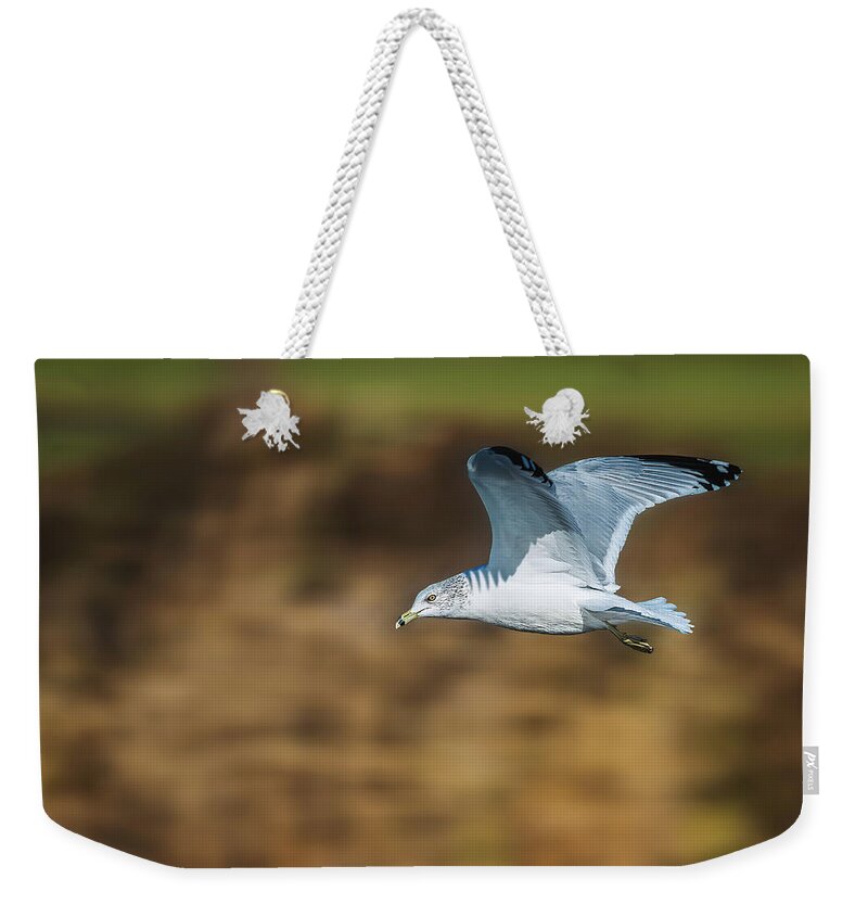 Ring Billed Gull Weekender Tote Bag featuring the photograph Ring-Billed Gull by Alexander Image