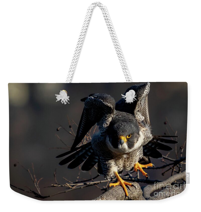 Falcon Weekender Tote Bag featuring the photograph Rise Up by Alyssa Tumale