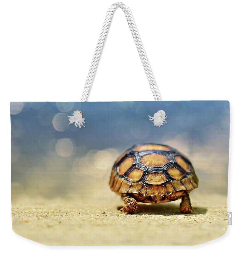 Animal Weekender Tote Bag featuring the photograph Road Warrior by Laura Fasulo