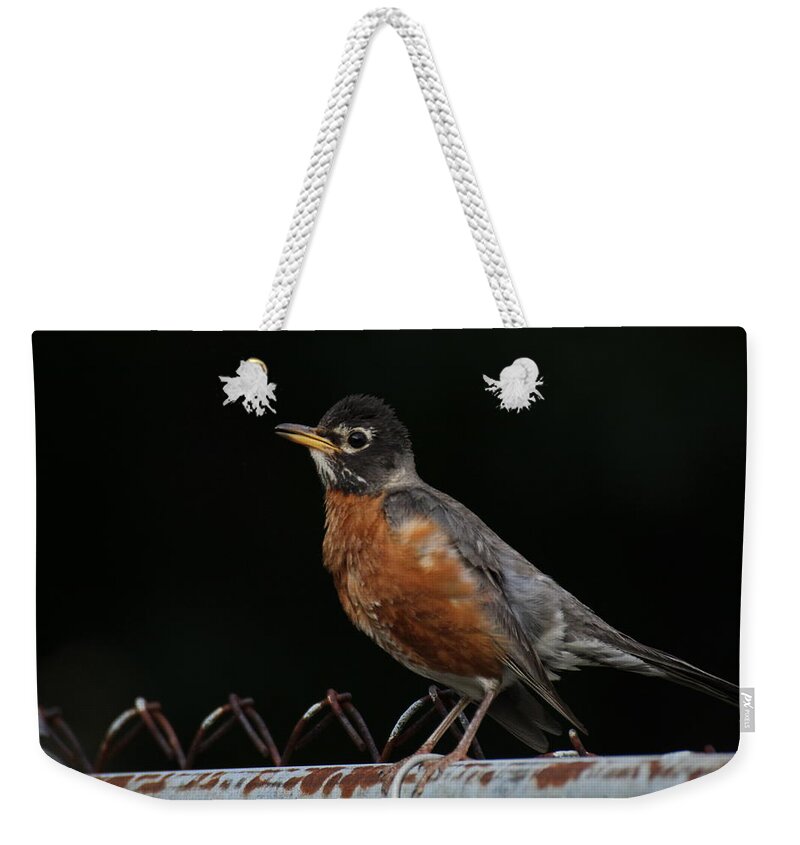 Robin Weekender Tote Bag featuring the photograph Robin On Rusty A Fence by Demetrai Johnson