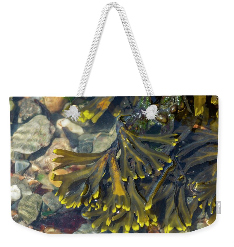 Photosbycate Weekender Tote Bag featuring the photograph Rockweed by Cate Franklyn