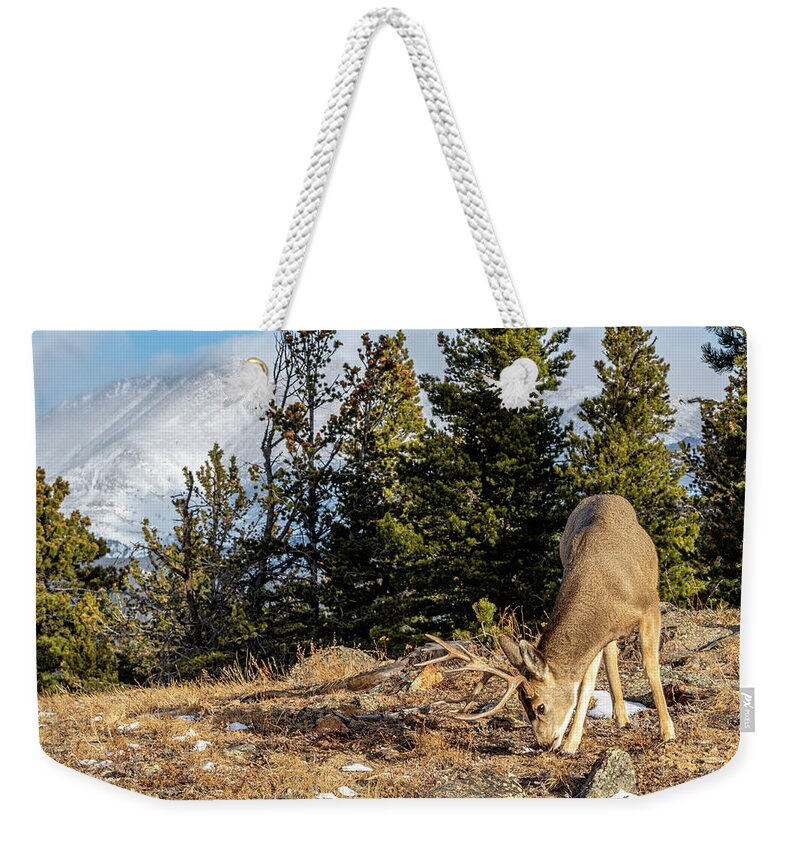 Rocky Mountain National Park Weekender Tote Bag featuring the photograph Rocky Mountain Mule Deer by Douglas Wielfaert