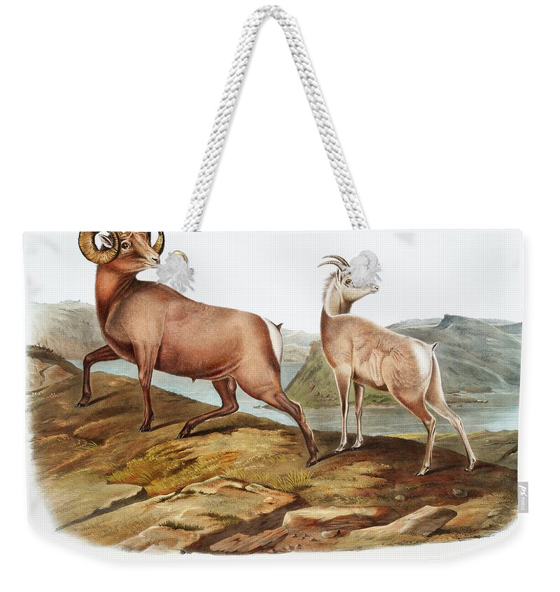 America Weekender Tote Bag featuring the mixed media Rocky Mountain Sheep. John Woodhouse Audubon by World Art Collective
