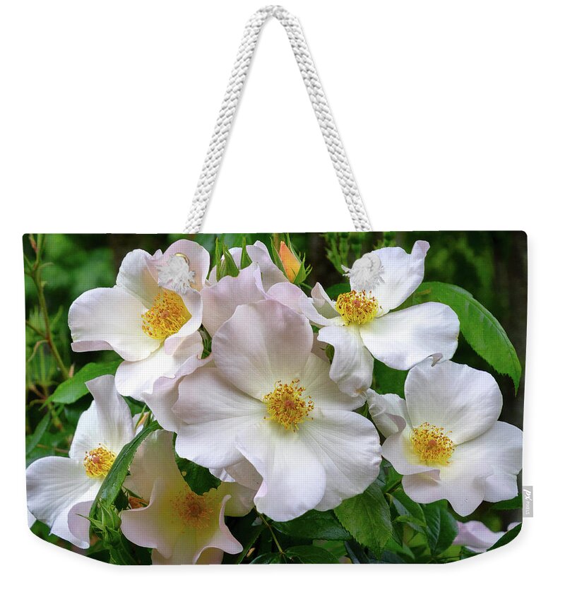 Close To Home Weekender Tote Bag featuring the photograph Rosa Carina by Phyllis McDaniel