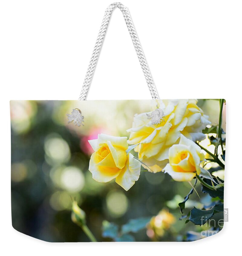 Rose Weekender Tote Bag featuring the photograph Rose garden with bokeh background and copy space. by Milleflore Images