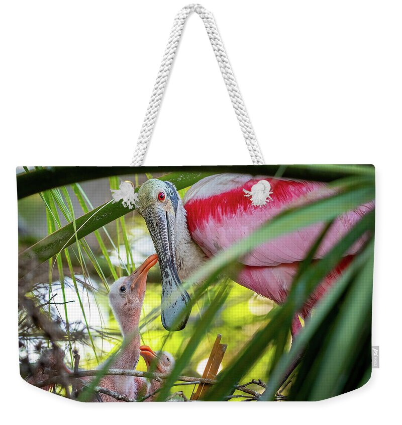 Roseate Spoonbill Weekender Tote Bag featuring the photograph Roseate spoonbill and chicks by Robert Miller