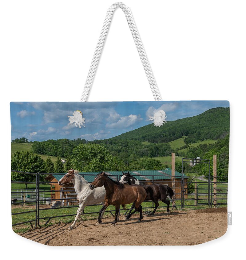 Horse Weekender Tote Bag featuring the photograph Round pen work #5 by Tricia Louque