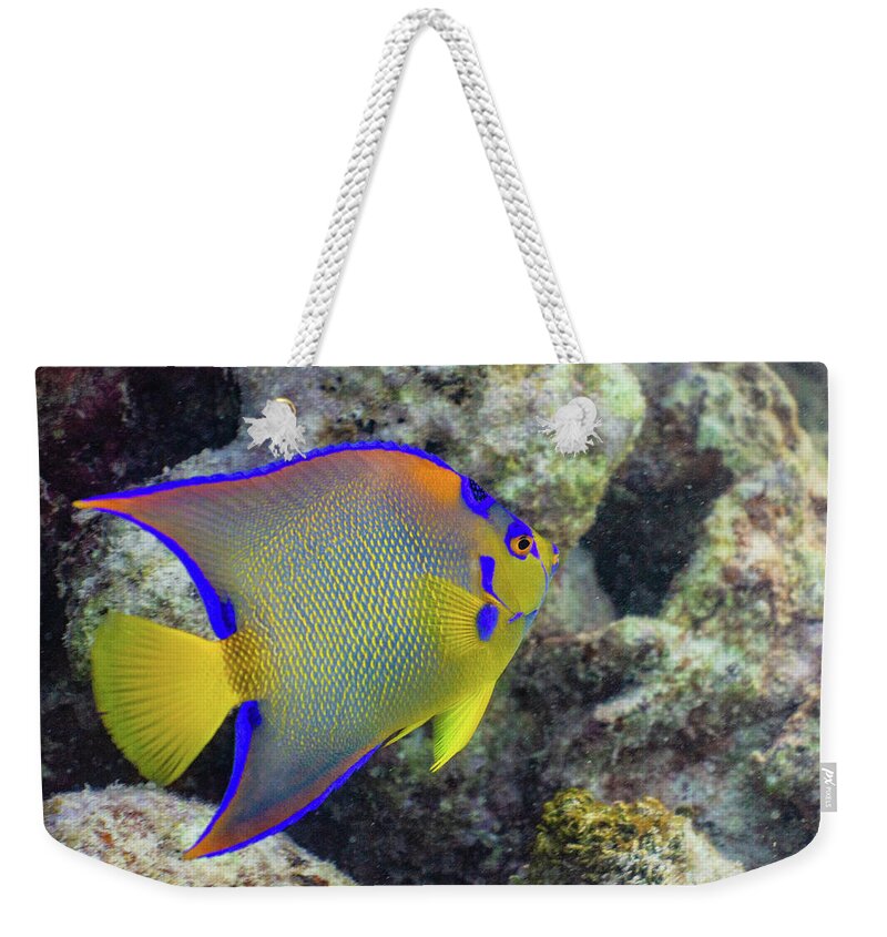 Fish Weekender Tote Bag featuring the photograph Royalty by Lynne Browne
