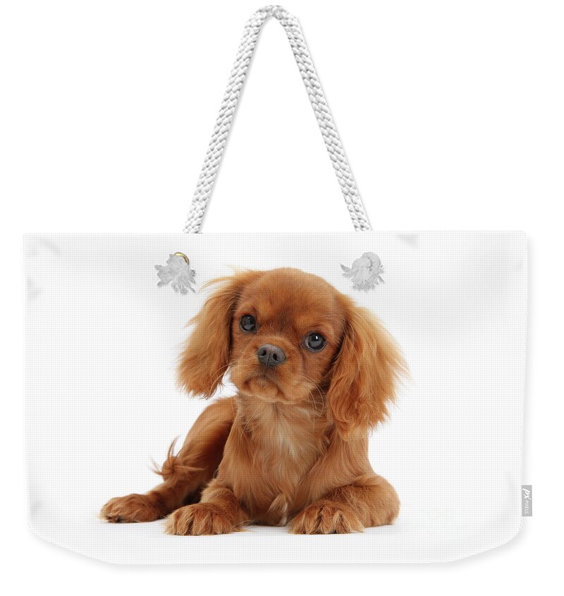 King Charles Weekender Tote Bag featuring the photograph Ruby King Charles pup by Warren Photographic