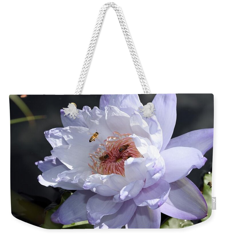 Water Lily Weekender Tote Bag featuring the photograph Ruffled Water Lily by Mingming Jiang
