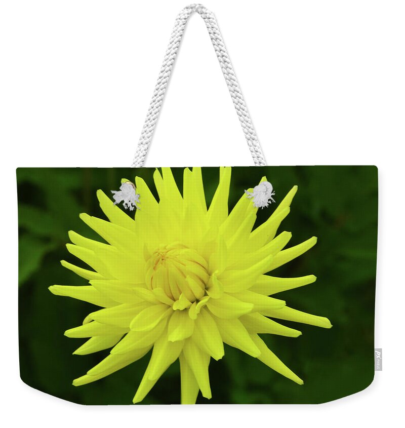 Dahlia Weekender Tote Bag featuring the photograph Ruskin Limelight by Terence Davis