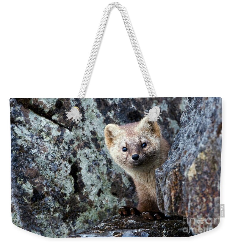 00782188 Weekender Tote Bag featuring the photograph Sable Portrait Kamchatka by Sergey Gorshkov