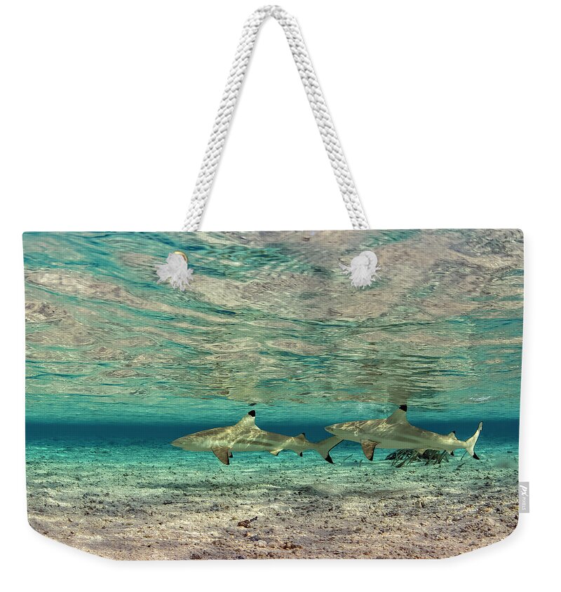 Sharks Weekender Tote Bag featuring the photograph Sable Rose Sharks by Tanya G Burnett