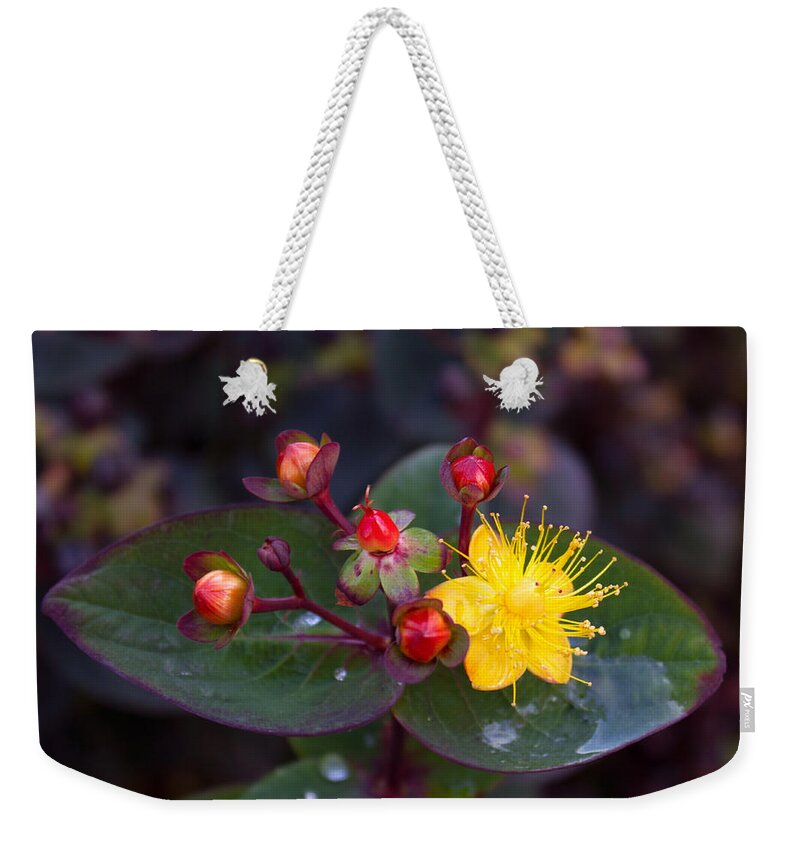 Saint John's Wort Weekender Tote Bag featuring the photograph Saint Johns Wort and Berries by Sea Change Vibes