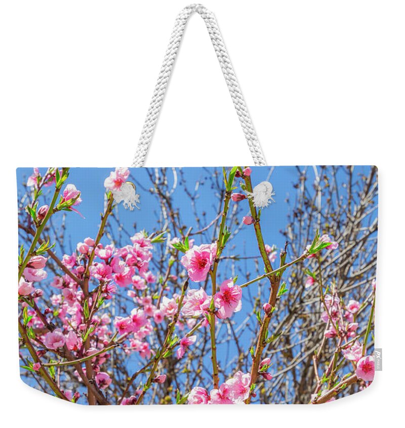 Cherry Blossom Tree Weekender Tote Bag featuring the photograph Sakura by Cate Franklyn