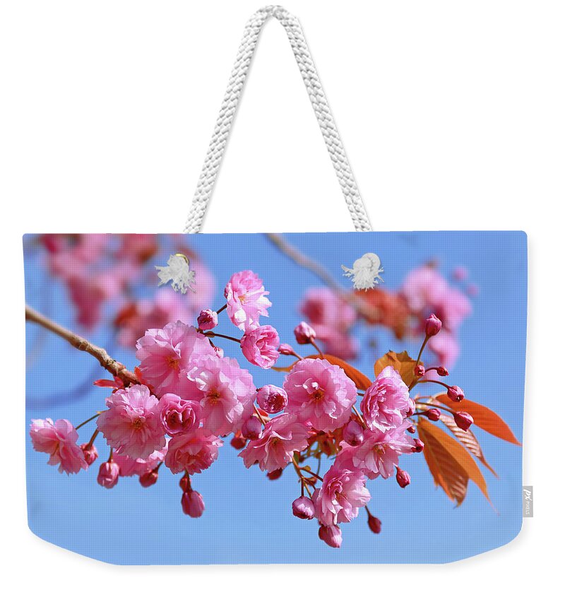 Pink Blossom Weekender Tote Bag featuring the photograph Sakura in a blue sky by Maria Meester