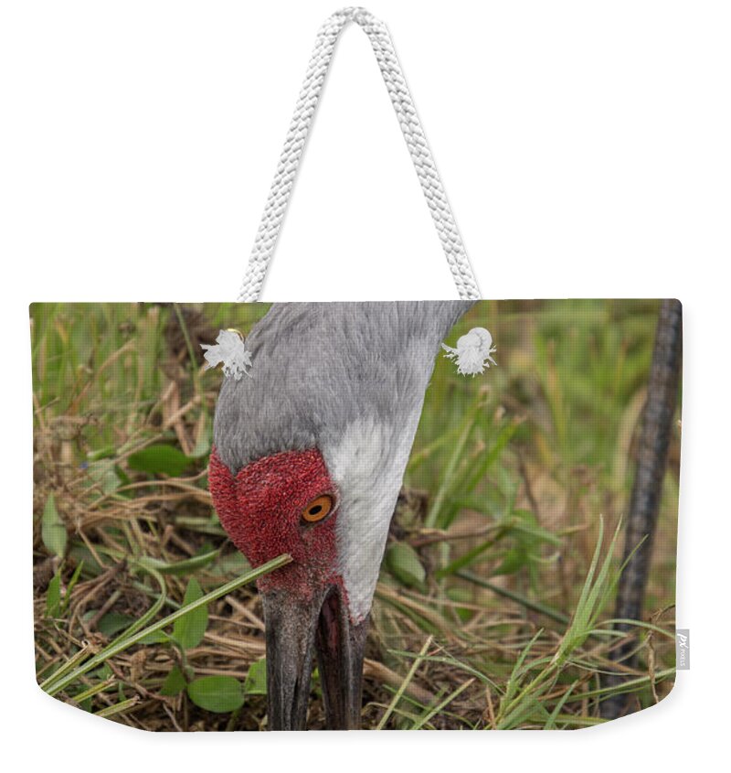 Sandhill Weekender Tote Bag featuring the photograph Sandhill Crane by Carolyn Hutchins