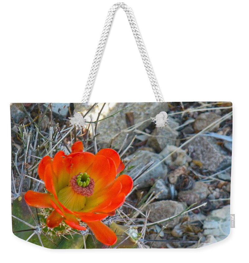 Cactus Weekender Tote Bag featuring the photograph Scarlet Hedgehog Cactus by Grey Coopre