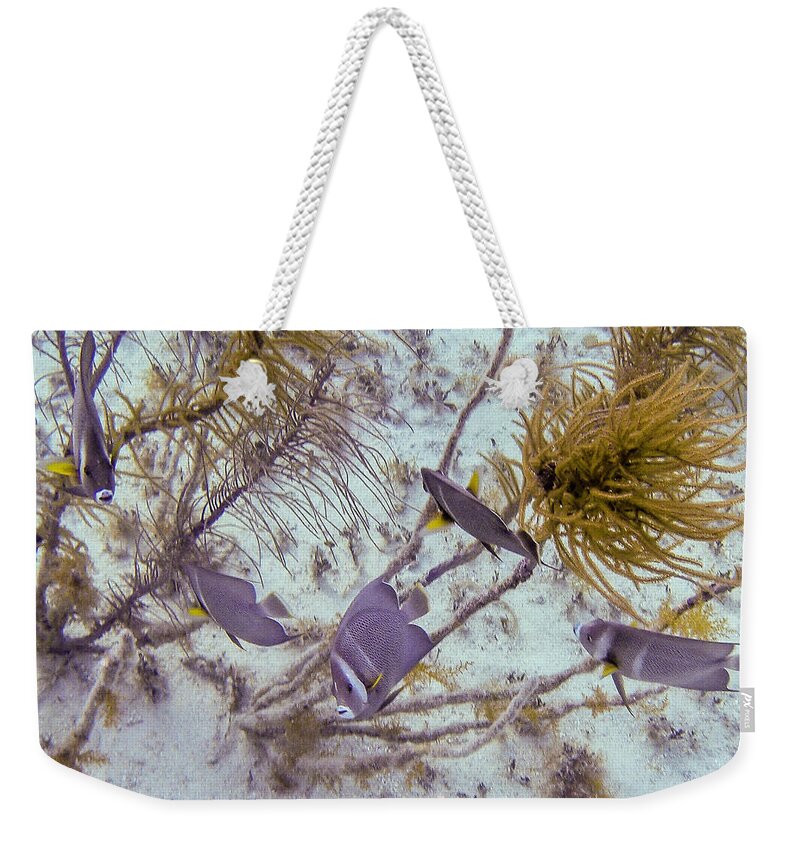 Animals Weekender Tote Bag featuring the photograph School Dance by Lynne Browne