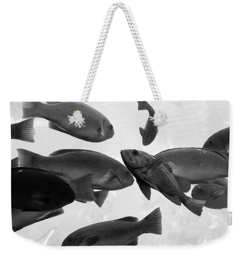 School Of Fish Weekender Tote Bag featuring the photograph Schools out by Gina Cinardo