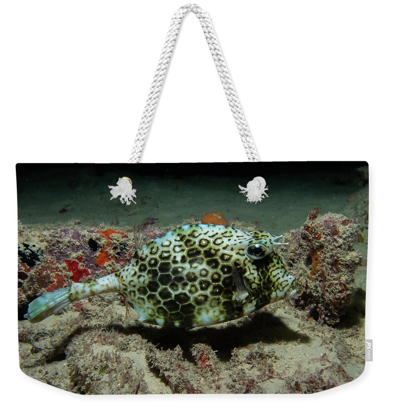 Cowfish Weekender Tote Bag featuring the photograph Scrawled cowfish by Brian Weber