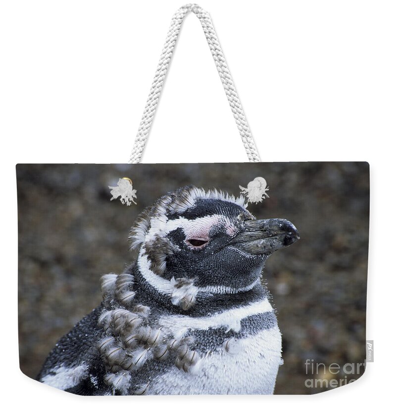 Penguins Weekender Tote Bag featuring the photograph Scruffy young Magellanic penguin by James Brunker