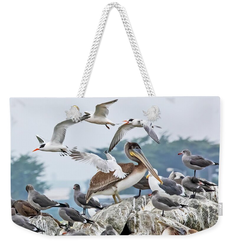  Weekender Tote Bag featuring the photograph Sea Birds #1 by Carla Brennan