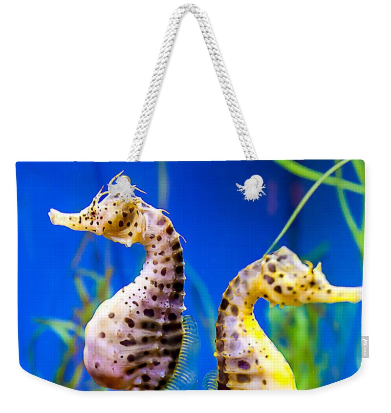 Seahorse Weekender Tote Bag featuring the photograph Seahorse Argument by Fred J Lord