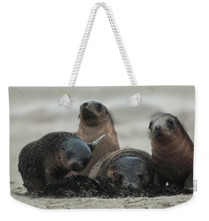 Seal Pups Weekender Tote Bag featuring the photograph Say Cheese Everybody by Puttaswamy Ravishankar