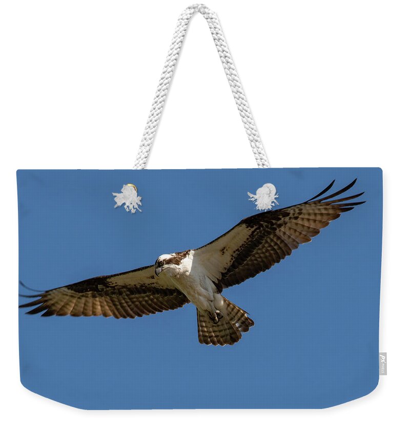 Osprey Weekender Tote Bag featuring the photograph Searching by Cathy Kovarik