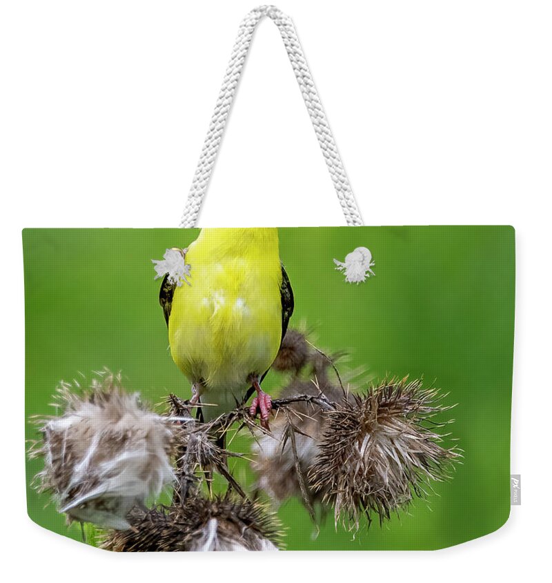 Goldfinch Weekender Tote Bag featuring the photograph Season's End by Regina Muscarella