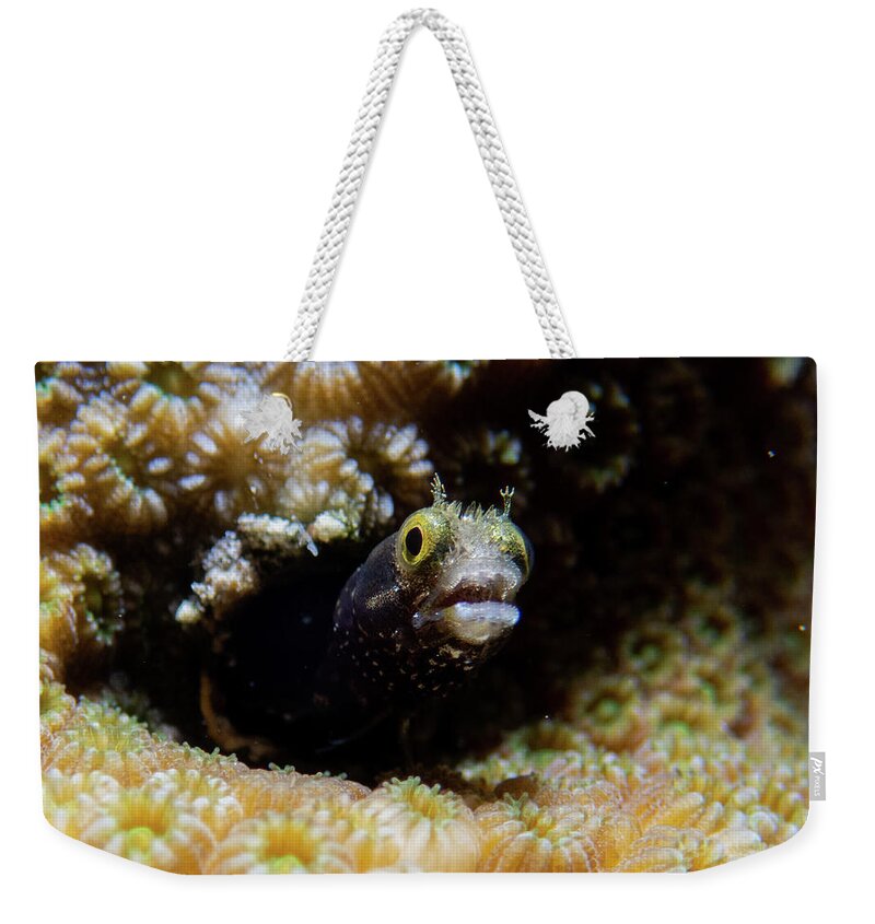 Fish Weekender Tote Bag featuring the photograph Secretary blenny by Brian Weber