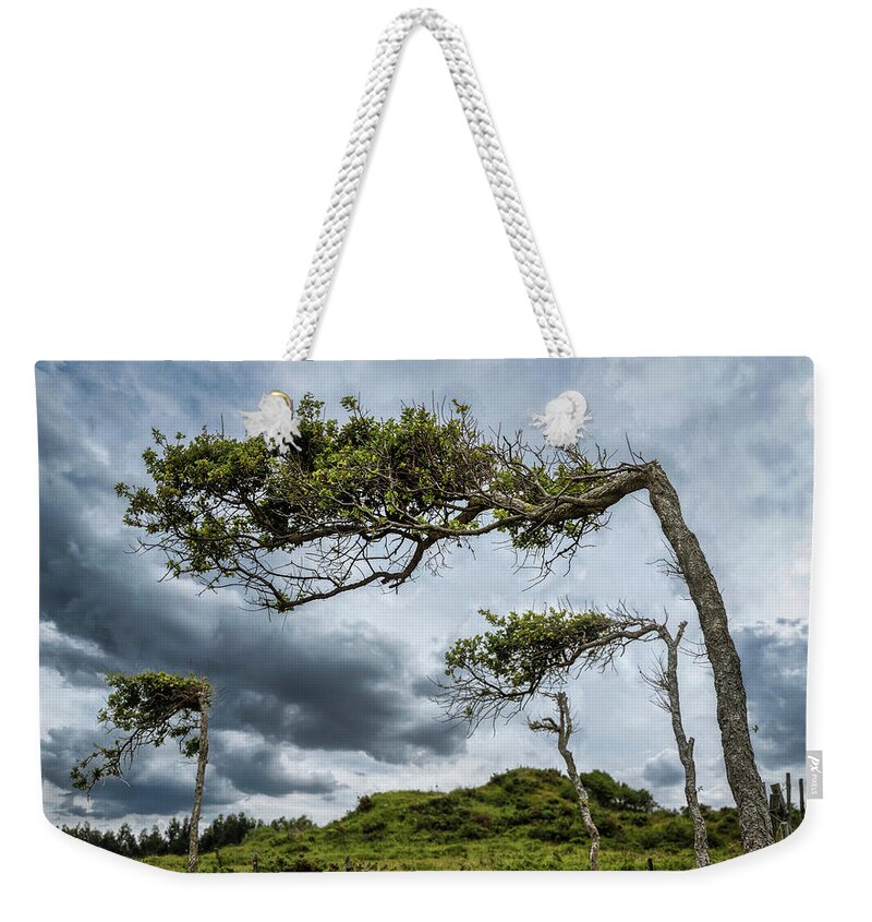 Trees Weekender Tote Bag featuring the photograph Self-seeking trees by Micah Offman