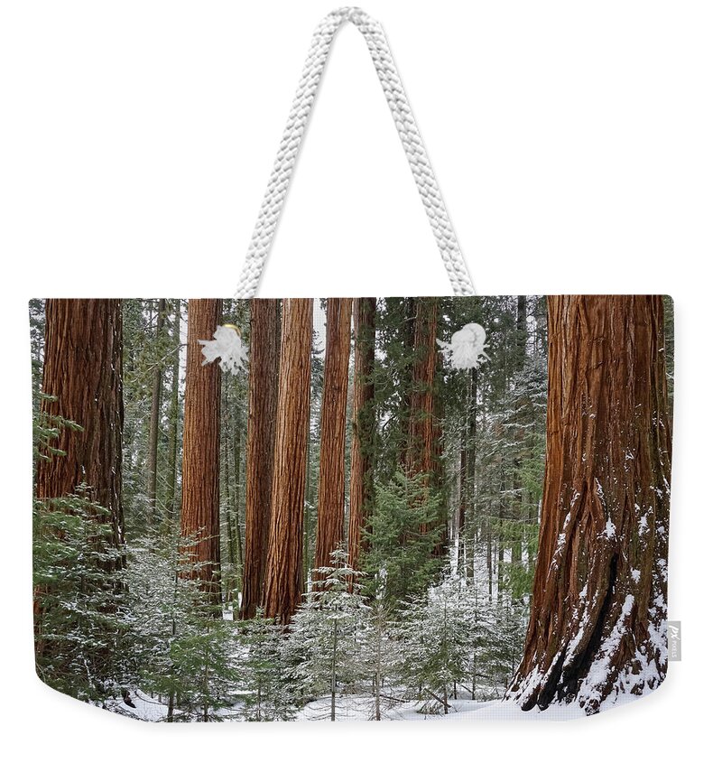Sequoia National Park Weekender Tote Bag featuring the photograph Sequoias Young And Old by Brett Harvey