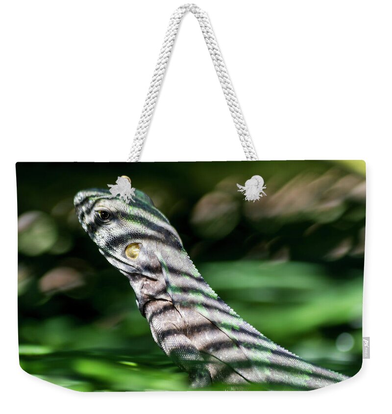 Iguana Weekender Tote Bag featuring the photograph Shadow Stripes by Shane Bechler