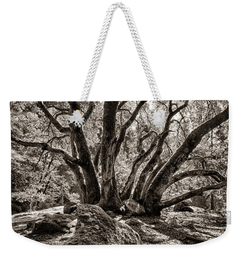  Weekender Tote Bag featuring the photograph Shadow Tree by Vincent Bonafede