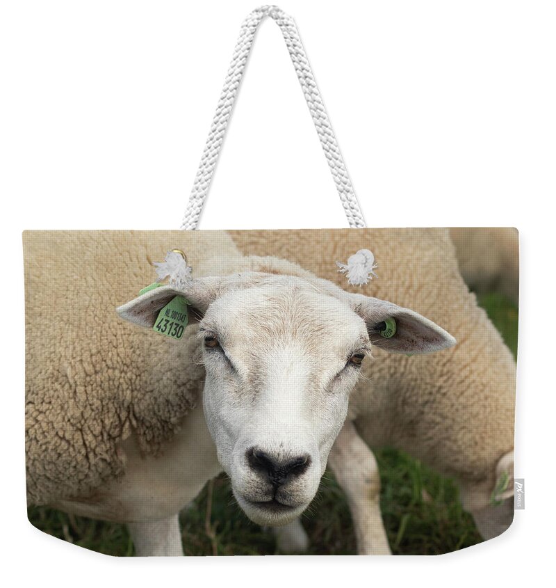 Sheep Weekender Tote Bag featuring the photograph Sheep by MPhotographer