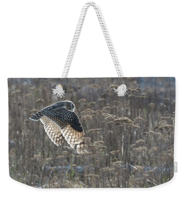 Short-eared Owl Weekender Tote Bag featuring the photograph Short-Eared Owl hunt by Terry Dadswell
