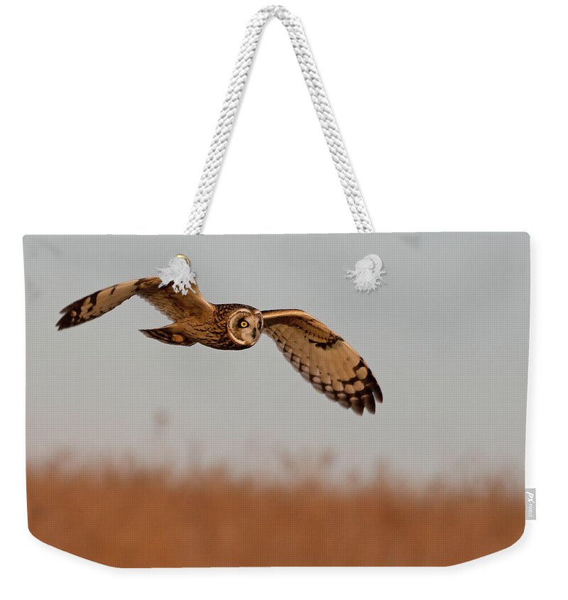 Owl Weekender Tote Bag featuring the photograph Short-eared Owl on the Tallgrass Prairie #1 by Mindy Musick King