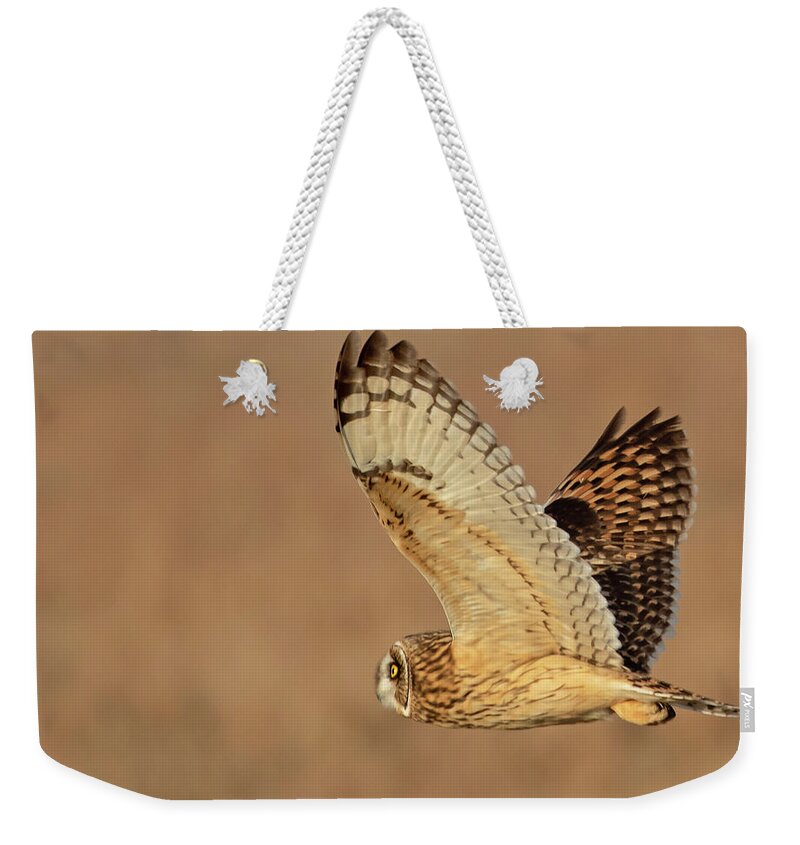Owl Weekender Tote Bag featuring the photograph Short-eared Owl on the Tallgrass Prairie #2 by Mindy Musick King