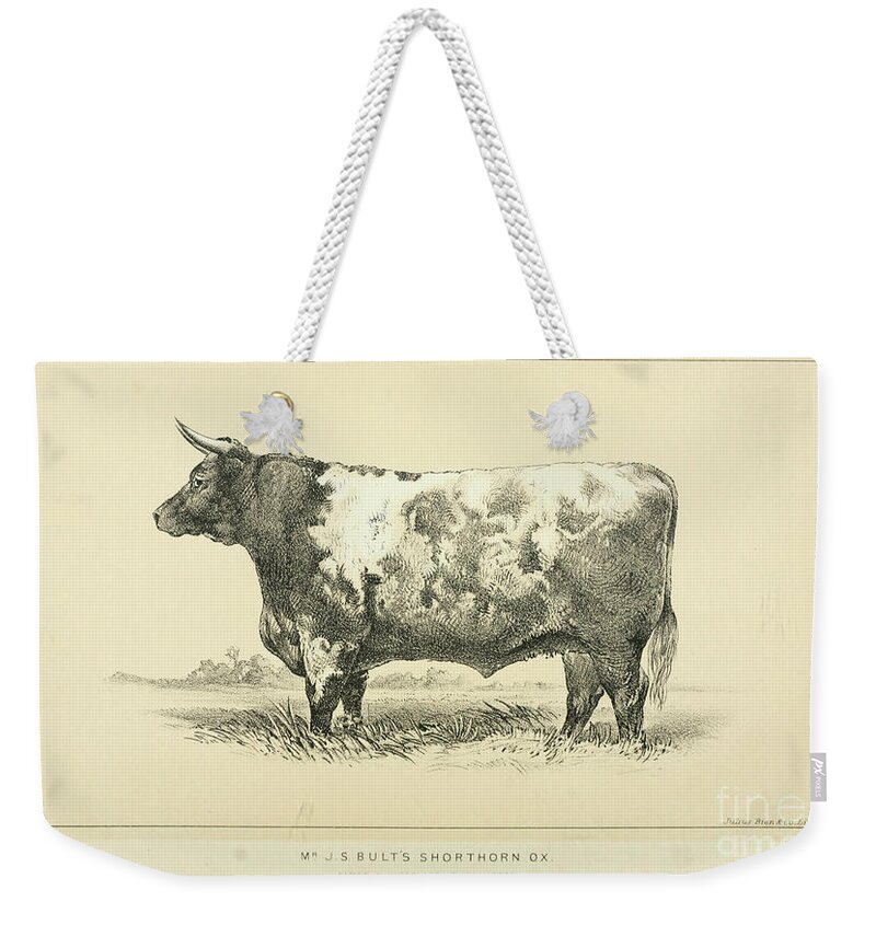 Shorthorn Weekender Tote Bag featuring the photograph Shorthorn ox q1 by Historic illustrations