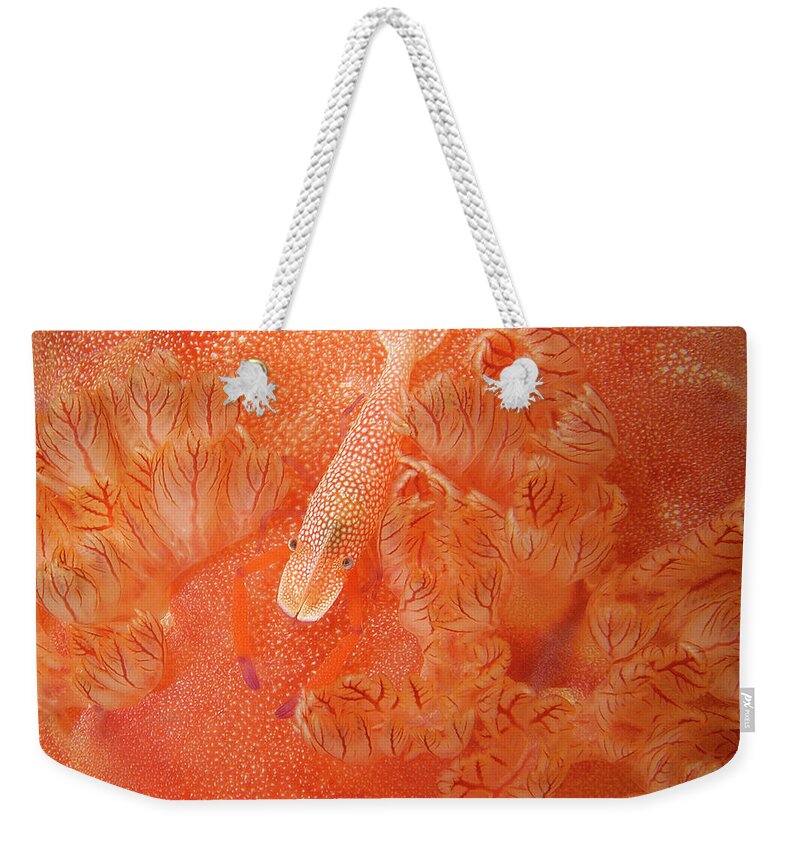 Red Weekender Tote Bag featuring the photograph Shrimp on nudibranch by Artesub
