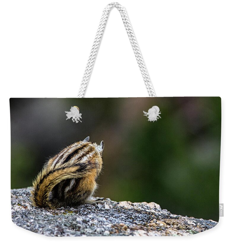 Mammal Weekender Tote Bag featuring the photograph Shy Chipmunk by Jason Roberts