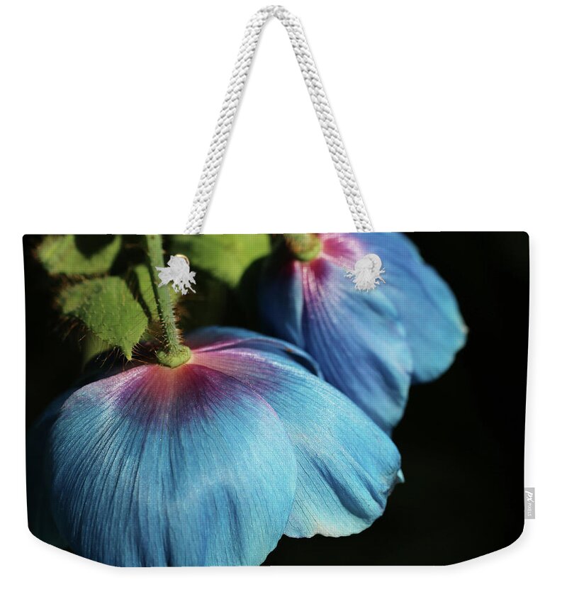 Himalayan Blue Poppy Weekender Tote Bag featuring the photograph Shying away by Laurie Lago Rispoli